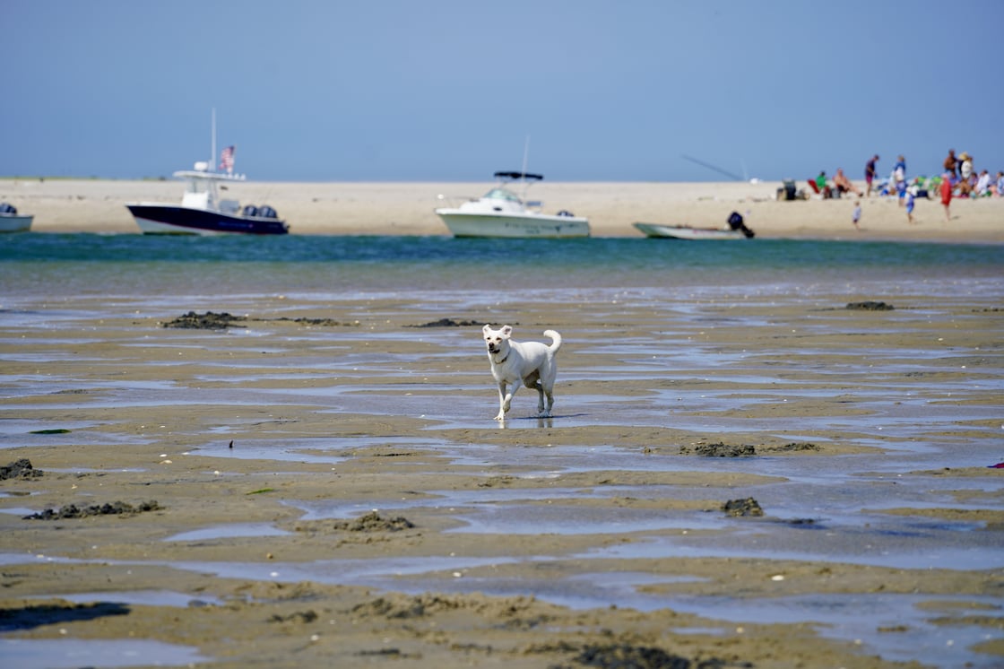 pic of Birdie on the beach