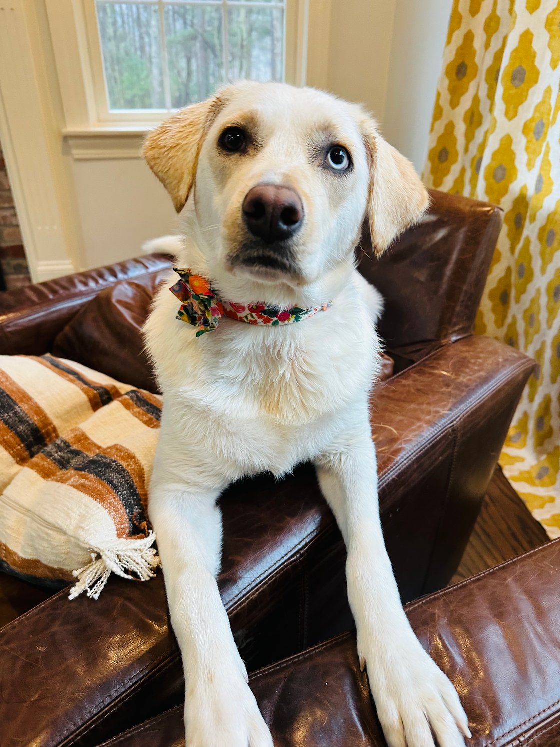 Picture of Birdie - a yellow lab mix with one brown eye, one blue eye and a bow on her collar